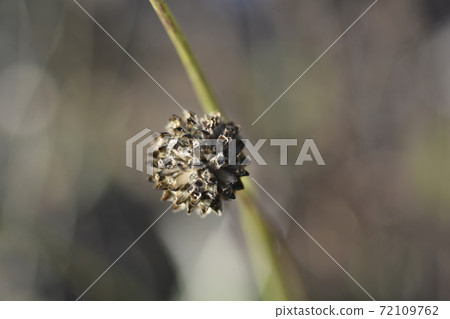 Giant scabious 72109762