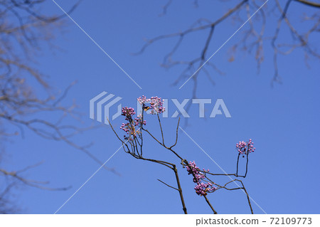 Purple Beautyberry 72109773