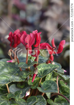 Persian cyclamen 72109774