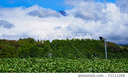 Autumn sunny tea plantation Autumn sunny tea plantation 72111266
