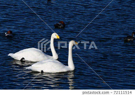 Two adult whooper swans. November 2020. Chiba, Japan 72111514