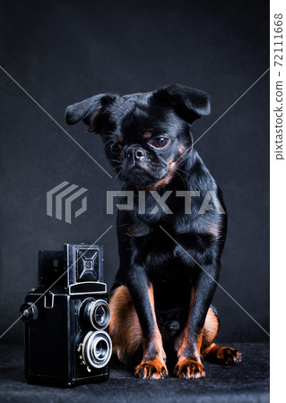A black and tan black dog of the Piti Brabancon breed sits next to the camera A black and tan black dog of the Piti Brabancon breed sits next to the camera 72111668