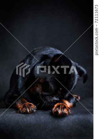 A black and tan pti dog of breed Brabancon lies with his head hidden and is sad 72111673