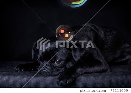 Black dog of the breed Piti Brabancon on a black background and soap bubbles-thoughts Black dog of the breed Piti Brabancon on a black background and soap bubbles-thoughts 72111699