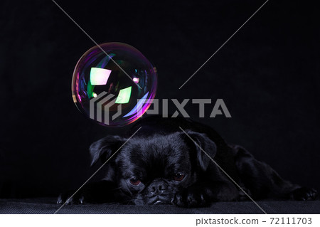 Black dog of the breed Piti Brabancon on a black background and soap bubbles-thoughts Black dog of the breed Piti Brabancon on a black background and soap bubbles-thoughts 72111703