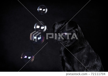 Black dog of the breed Piti Brabancon on a black background and soap bubbles-thoughts Black dog of the breed Piti Brabancon on a black background and soap bubbles-thoughts 72111704