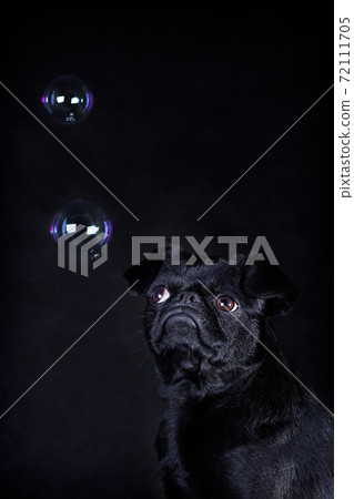 Black dog of the breed Piti Brabancon on a black background and soap bubbles-thoughts Black dog of the breed Piti Brabancon on a black background and soap bubbles-thoughts 72111705