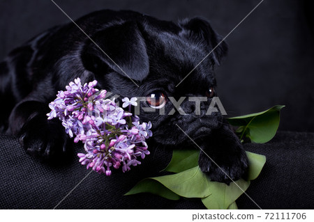 Portrait of a black dog of the Piti Brabancon breed on a black background with lilacs 72111706