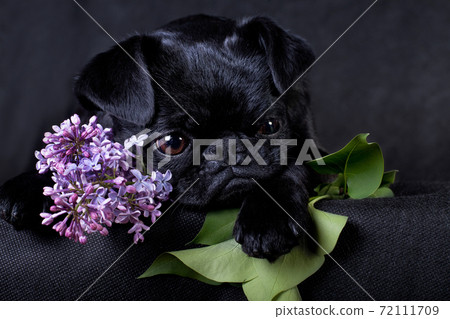 Portrait of a black dog of the Piti Brabancon breed on a black background with lilacs 72111709