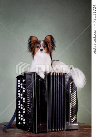 Papillon dog lies on a large accordion on a table Papillon dog lies on a large accordion on a table 72111724