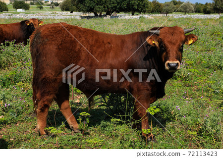 One Brown bull in the middle of the field, copy space One Brown bull in the middle of the field, copy space 72113423