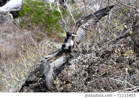 Magnificent Frigatebird (Galapagos Islands, Ecuador) 72113485