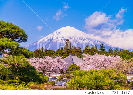 (Shizuoka Prefecture) Taiseki-ji Temple in full bloom, Mt. Fuji (Shizuoka Prefecture) Taiseki-ji Temple in full bloom, Mt. Fuji 72113537
