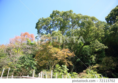 Colored persimmon leaves Colored persimmon leaves 72113702