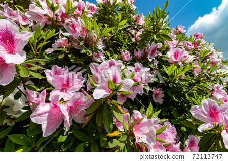 映山紅 映山紅 72113747