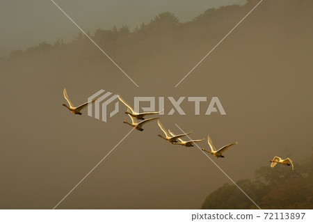 Shimano swan Shimano swan 72113897