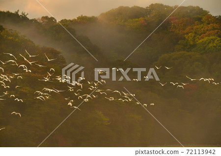 Shimano swan Shimano swan 72113942