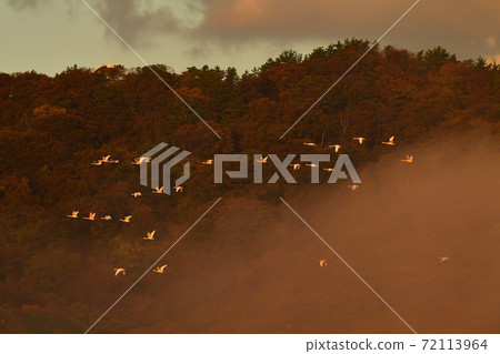 Shimano swan 72113964