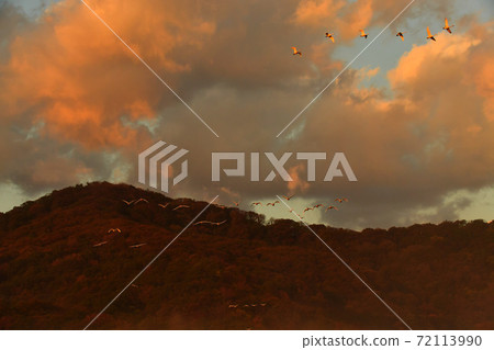 Shimano swan 72113990