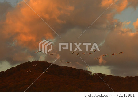 Shimano swan 72113991