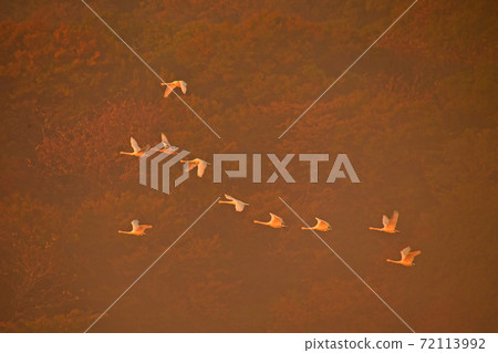 Shimano swan 72113992