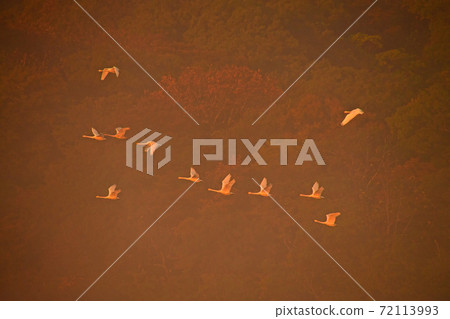 Shimano swan 72113993