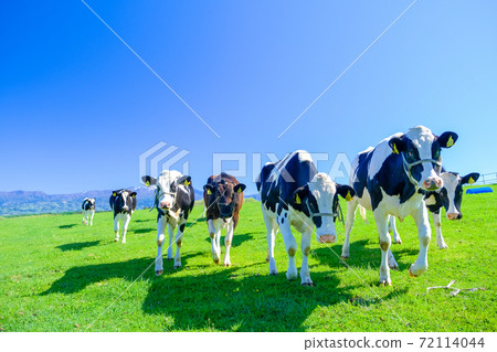 運行奶牛 72114044