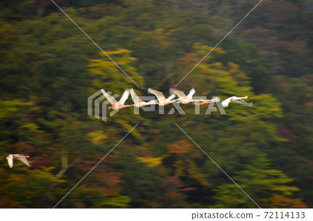 Shimano swan Shimano swan 72114133