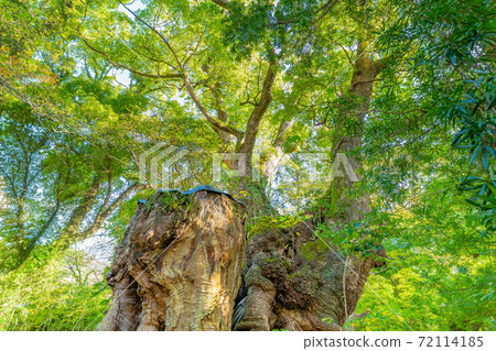 Atami City, Shizuoka Prefecture, Kurumiya Shrine, Mikamiki, Camphor Tree Atami City, Shizuoka Prefecture, Kurumiya Shrine, Mikamiki, Camphor Tree 72114185