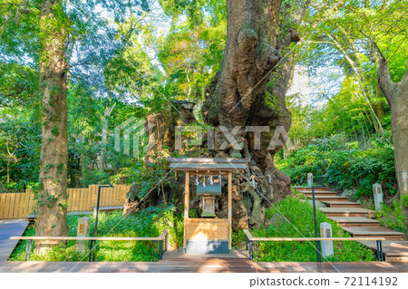 Atami City, Shizuoka Prefecture, Kurumiya Shrine, Mikamiki, Camphor Tree 72114192