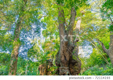 Atami City, Shizuoka Prefecture, Kurumiya Shrine, Mikamiki, Camphor Tree Atami City, Shizuoka Prefecture, Kurumiya Shrine, Mikamiki, Camphor Tree 72114193