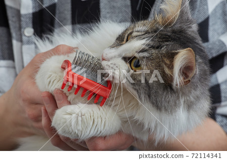 woman grooming cat 72114341