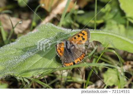 Lycaena phlaeas 72114531