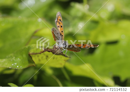 Lycaena phlaeas Lycaena phlaeas 72114532