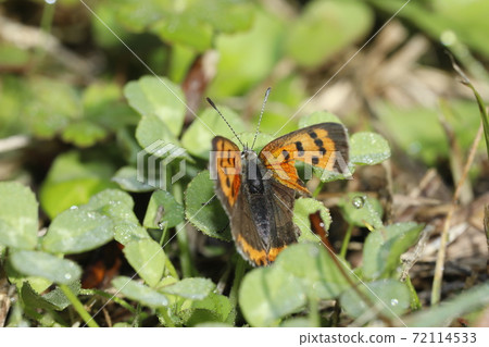 Lycaena phlaeas Lycaena phlaeas 72114533