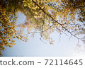 Nami Island Ginkgo Tree Autumn Film Photo 72114645