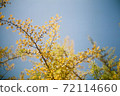 Film photo of ginkgo leaves in autumn 72114660