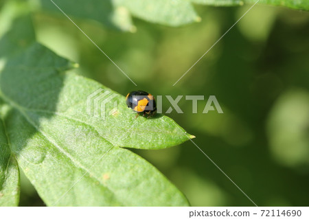 Mcgata tentou 72114690