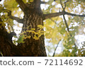 Film photo of ginkgo tree in autumn 72114692