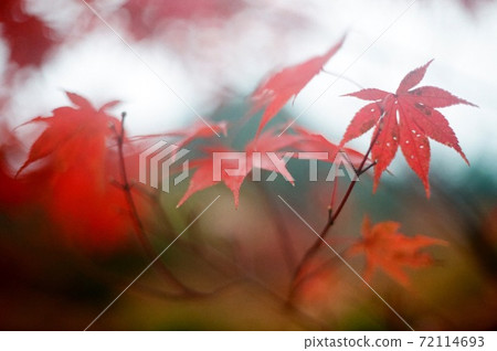 Autumn leaves film photo 72114693