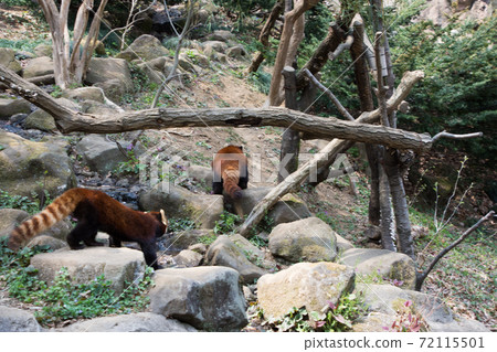 Walking lesser pandas 72115501