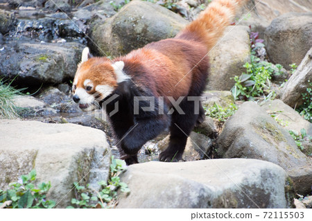 walking red panda walking red panda 72115503