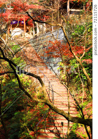 禪林寺神社區域的風景，秋天，秋葉，神殿[11月] 72115726