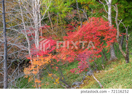 日光半月口2號停車場的景色秋葉風景秋風景 日光半月口2號停車場的景色秋葉風景秋風景 72116252