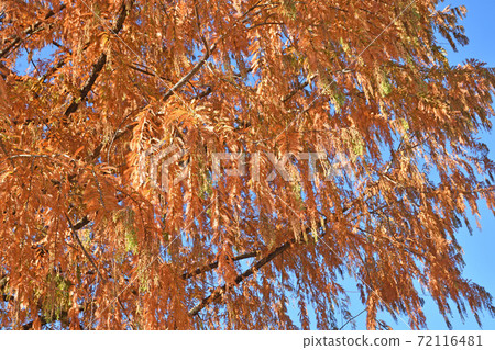 Tree: Metasequoia sugi family Tree: Metasequoia sugi family 72116481