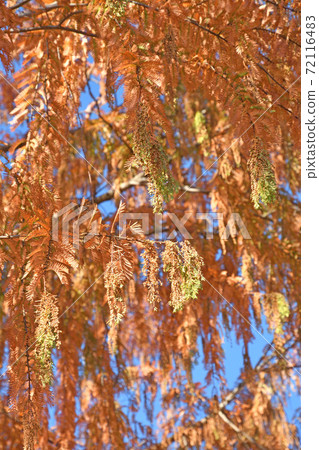 Tree: Metasequoia sugi family Tree: Metasequoia sugi family 72116483