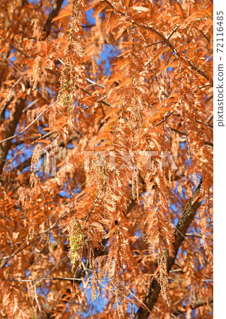 Tree: Metasequoia sugi family Tree: Metasequoia sugi family 72116485