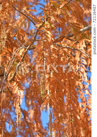 Tree: Metasequoia sugi family Tree: Metasequoia sugi family 72116487