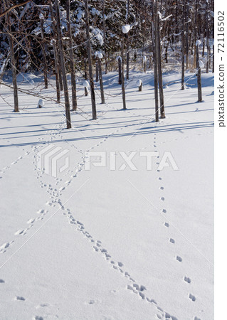 白雪皚皚的藍湖表面上的野生動物的足跡 照片素材 圖片 圖庫