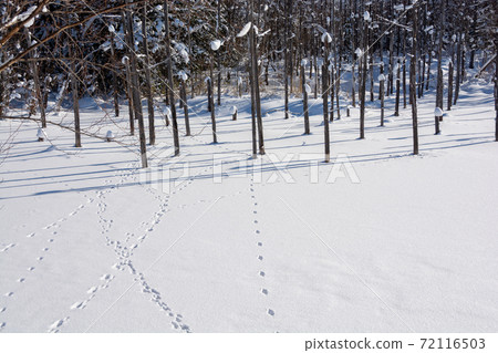白雪皚皚的藍湖表面上的野生動物的足跡 照片素材 圖片 圖庫